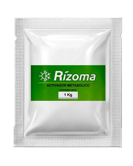 RIZOMA